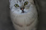 Godric Foto 2