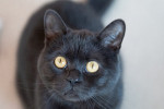 Mr. Brian Foto 1