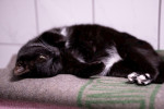 Liana Foto 5