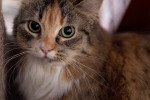 Stella Foto 1