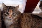 Stella Foto 2