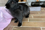 Lumikki & Milow Foto 4