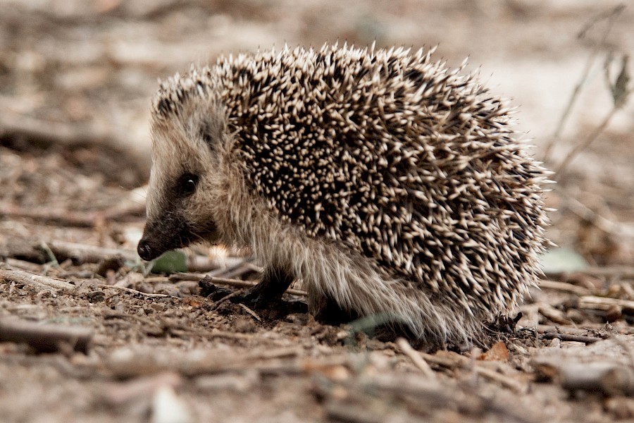 Igel