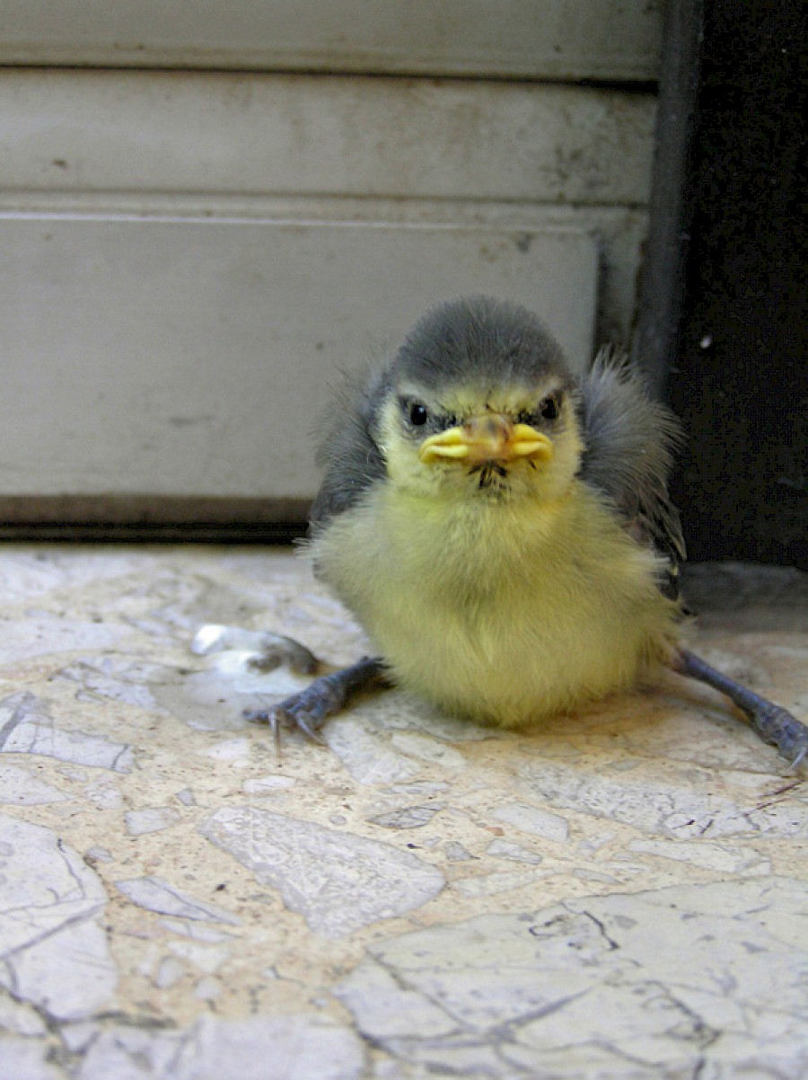 Jungvogel