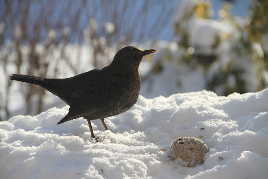 Wildvogel an einer Futterstelle